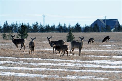 Deer and bear hunting seasons to open statewide